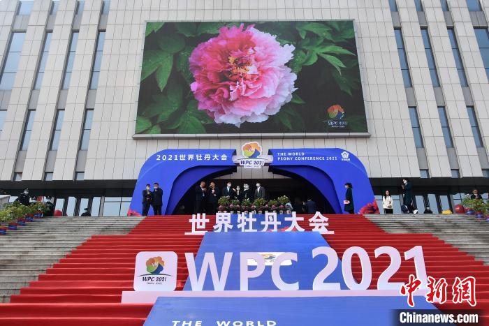 由山东省政府主办的“2021世界牡丹大会”8日在菏泽会盟台开幕。　主办方供图摄