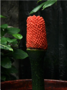 国家植物园展览温室巨魔芋结实 系国内首次(图)